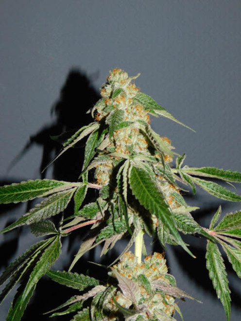 Wifi 43 x Do-Si-Dos (Philosopher Seeds x Zamnesia) feminisiert