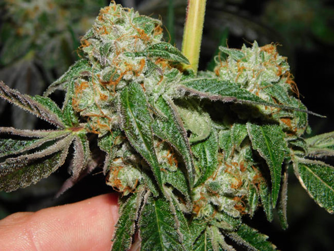 Wifi 43 x Do-Si-Dos (Philosopher Seeds x Zamnesia) feminisiert