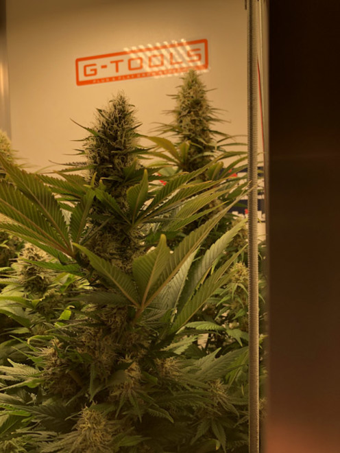 Purple Punch (Zamnesia Seeds) feminisiert Purple Punch (Zamnesia Seeds) feminisiert