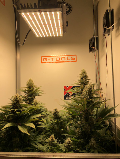 Purple Punch (Zamnesia Seeds) feminisiert Purple Punch (Zamnesia Seeds) feminisiert