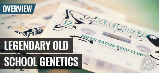 Oldskool Cannabis Genetik | Super Sativa Seed Club